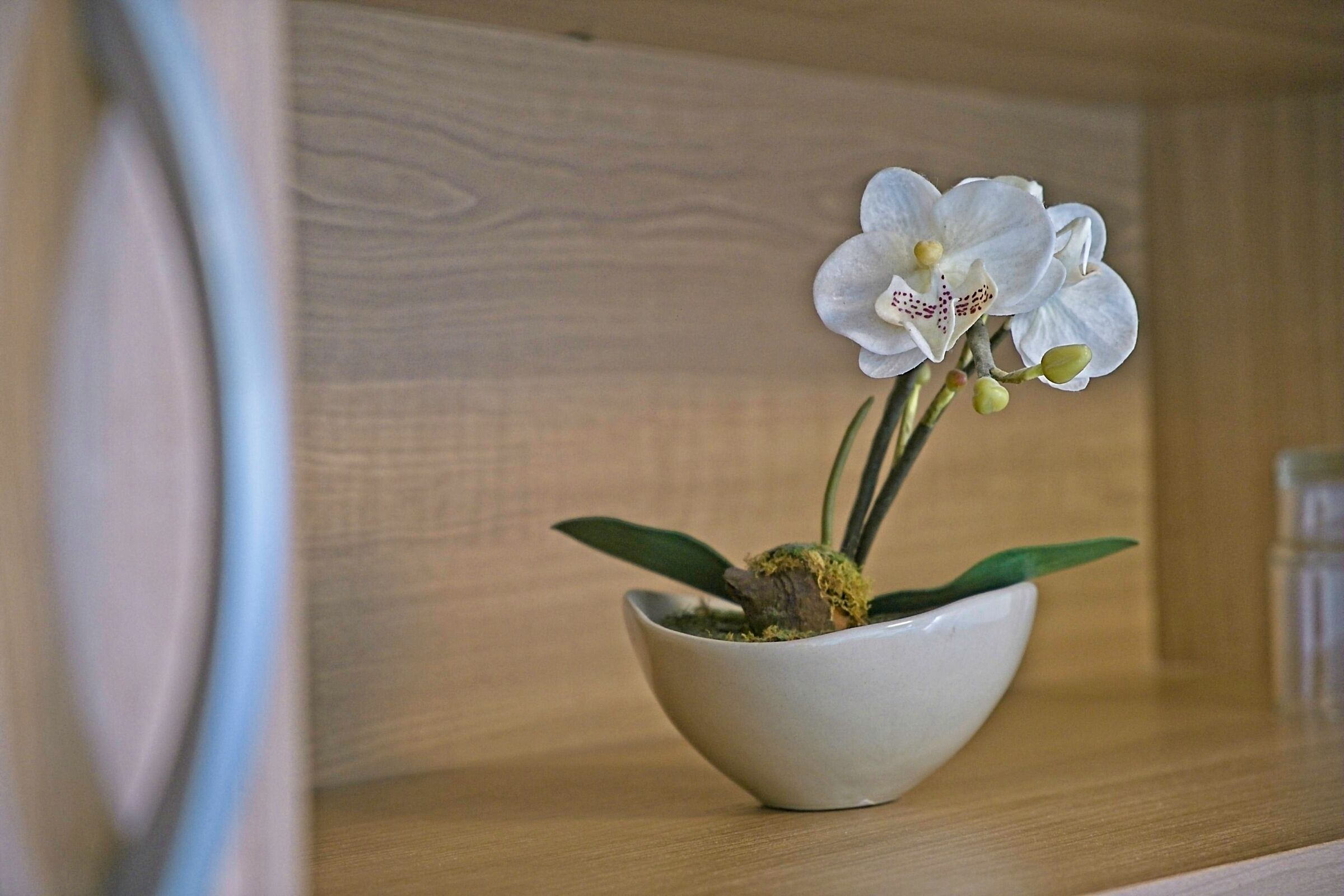 A white orchid in a ceramic bowl on a wooden shelf.