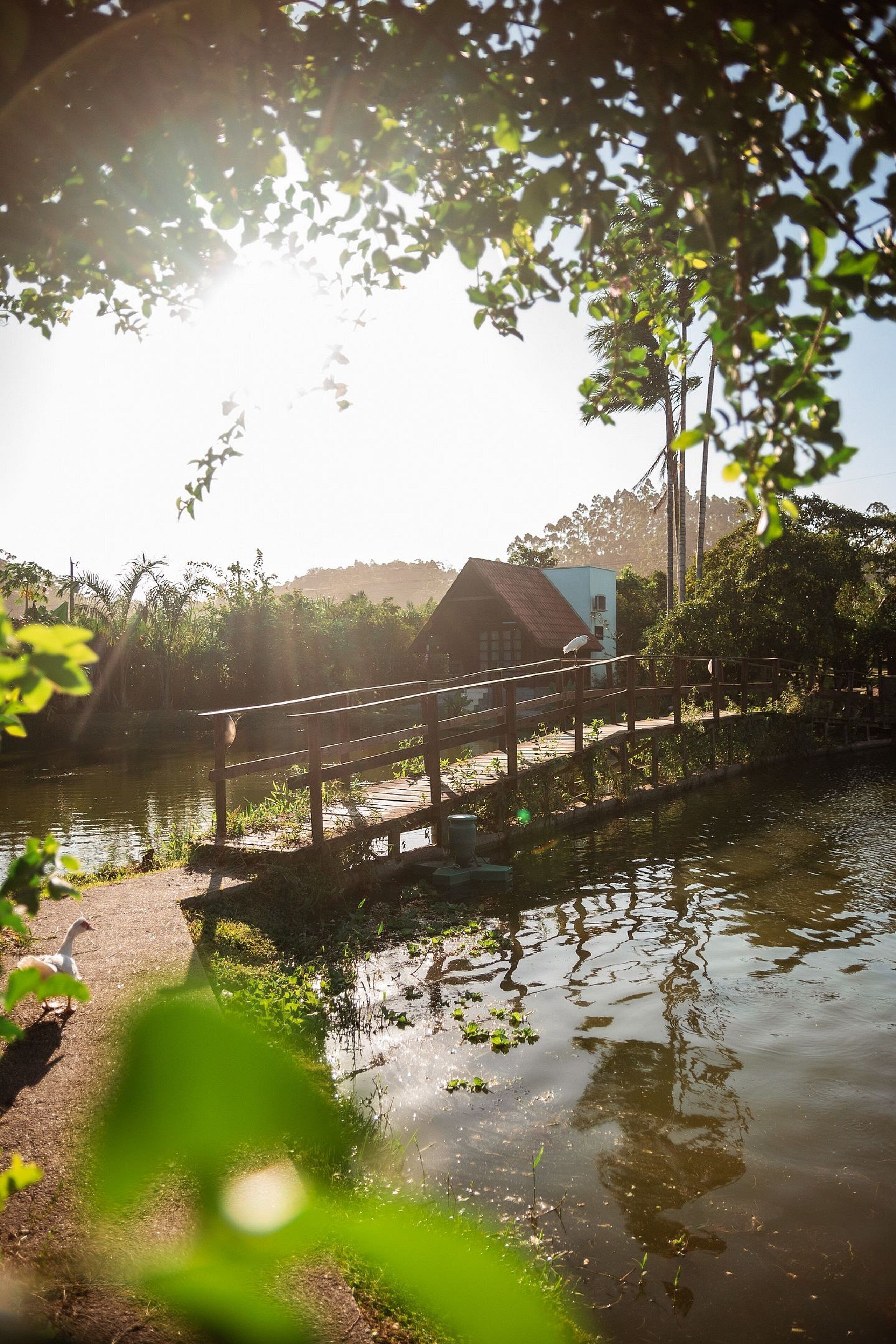 A wooden bridge over a calm river, surrounded by lush greenery and a small building in the background.