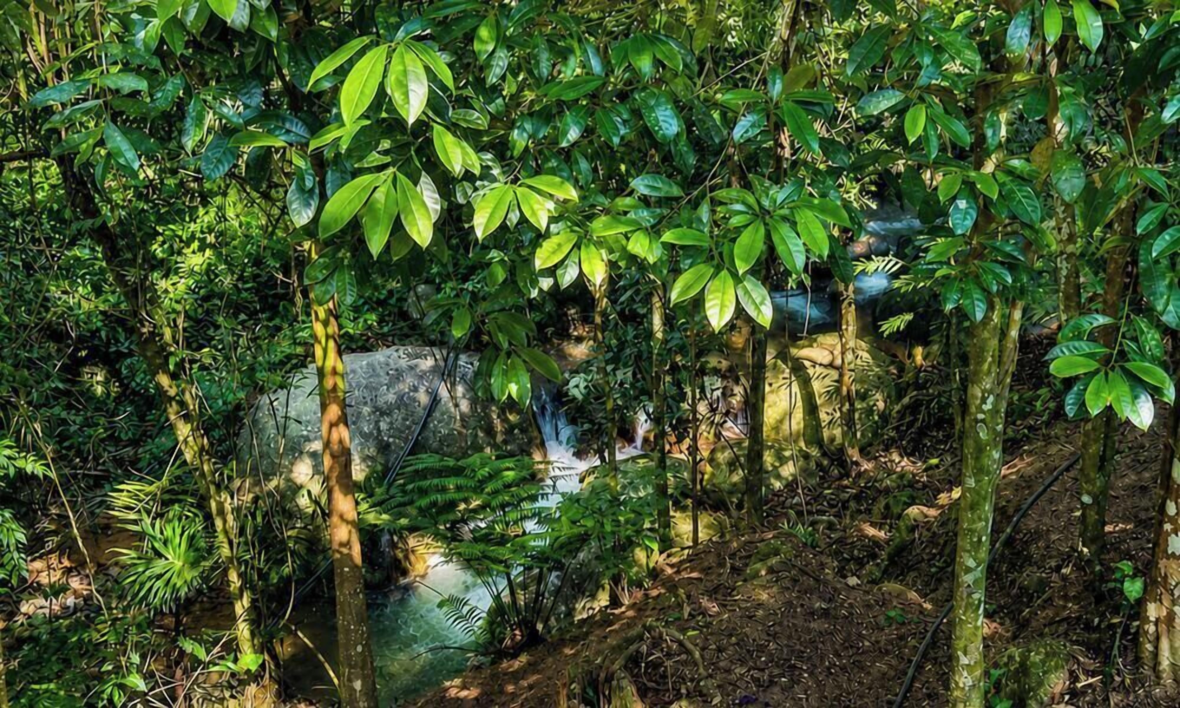 Una fitta foresta con una cascata e un affioramento roccioso.