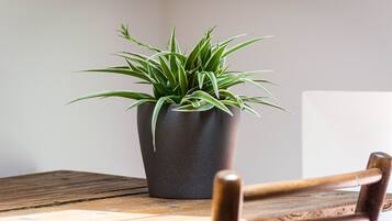 Une plante en pot sur une table en bois.