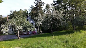 A white house with a chimney, surrounded by lush greenery and flowering trees. - Classic House on Peters Cove (Blue Hill)