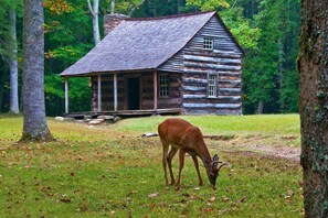 Exterior - Firefly Cottage, Private Setting, free WiFi (Sevierville)