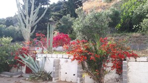 Un jardín con cactus y plantas florecientes, un muro de piedra y una colina al fondo.