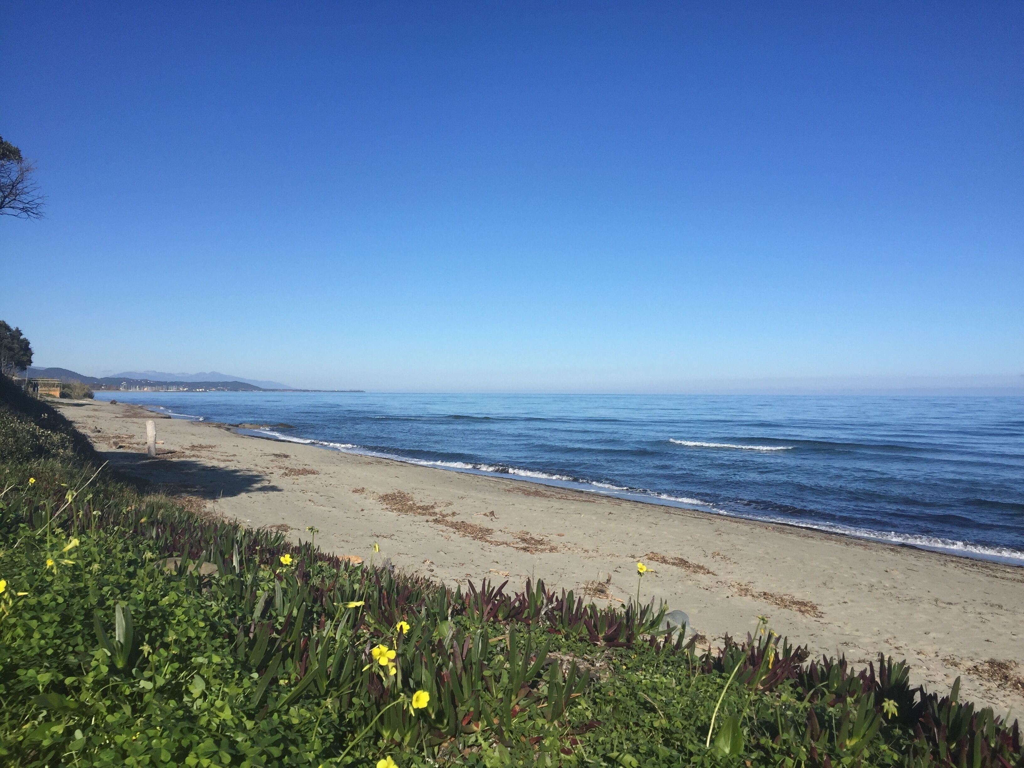 A beach with clear skies, sandy shore, and green vegetation.