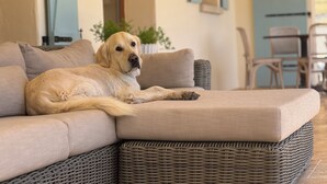 Un chien allongé sur un canapé en osier dans une pièce avec une porte bleue et une plante en arrière-plan.