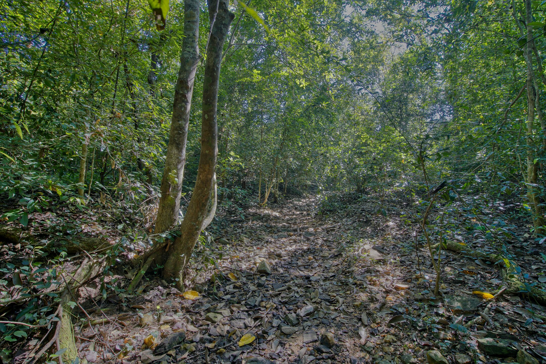 A forest path with dense foliage and trees.