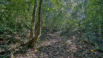 A forest path with dense foliage and trees.