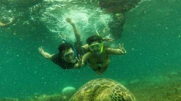 An underwater scene with two divers and a sea turtle.