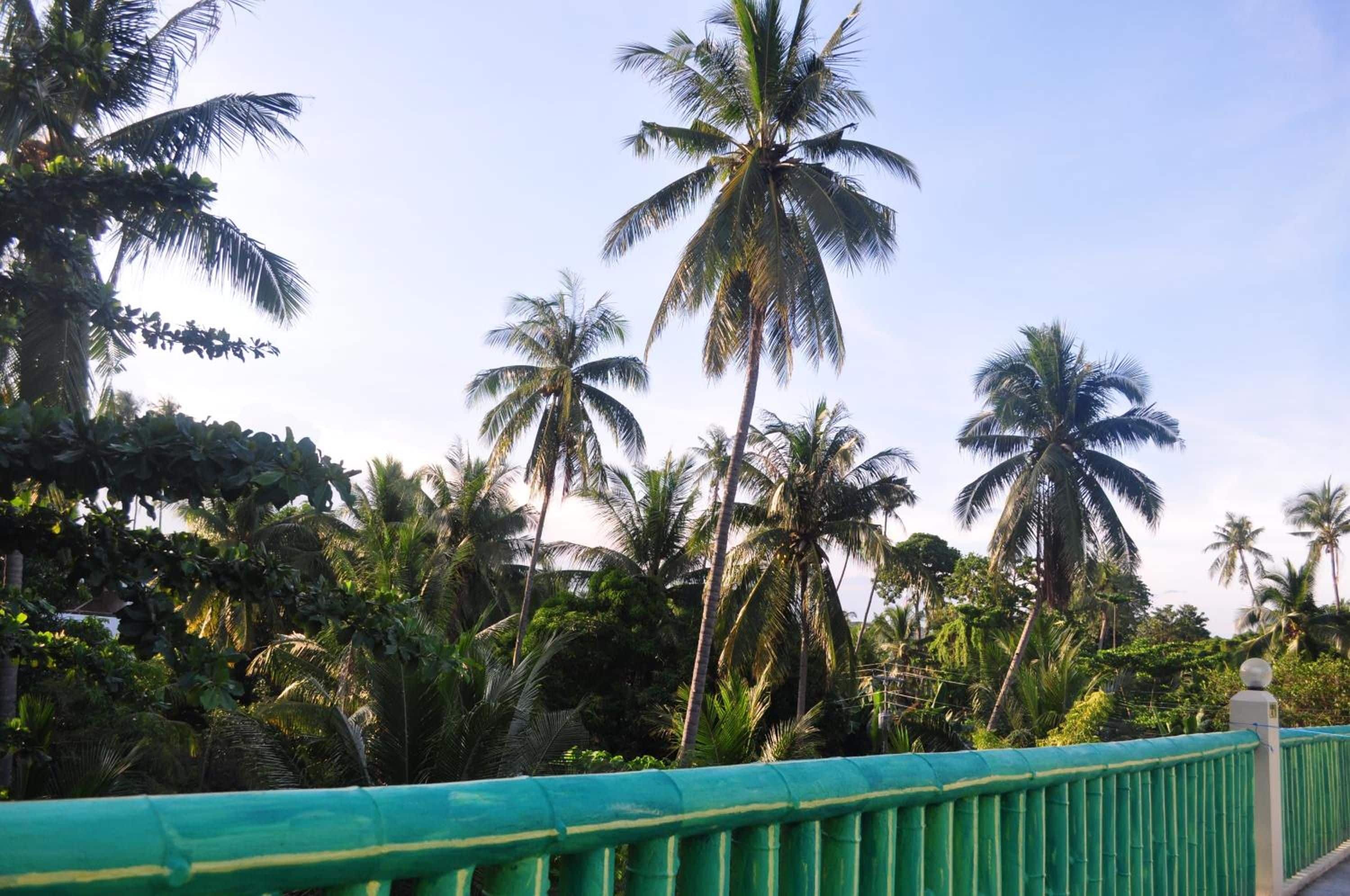 A view of a lush green landscape with tall palm trees and a green fence.