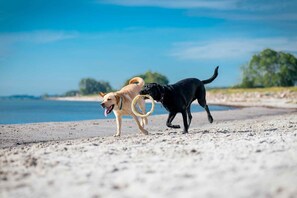 Deux chiens sur une plage de sable, avec une étendue d’eau et des arbres en arrière-plan.