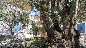Un árbol de tronco grueso y ramas, rodeado por un sendero de piedra y un edificio con contraventanas azules al fondo.