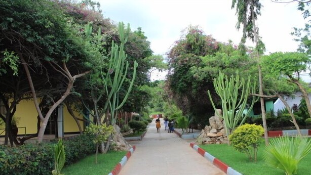 A pathway flanked by cacti and shrubs, leading to a building with a yellow facade. - Royal Village Hotel Company (Dodoma)