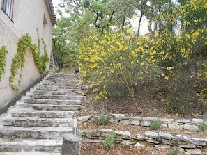 Uma escadaria de pedra que leva a um edifício coberto de hera.