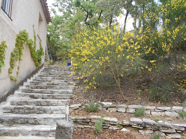 A stone staircase leading up to a building with ivy on the walls.