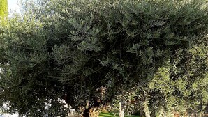 A landscaped garden with a large tree, well-maintained grass, and a stone wall in the background. - Pretty stone house with swimming pool near Gordes (Gordes)
