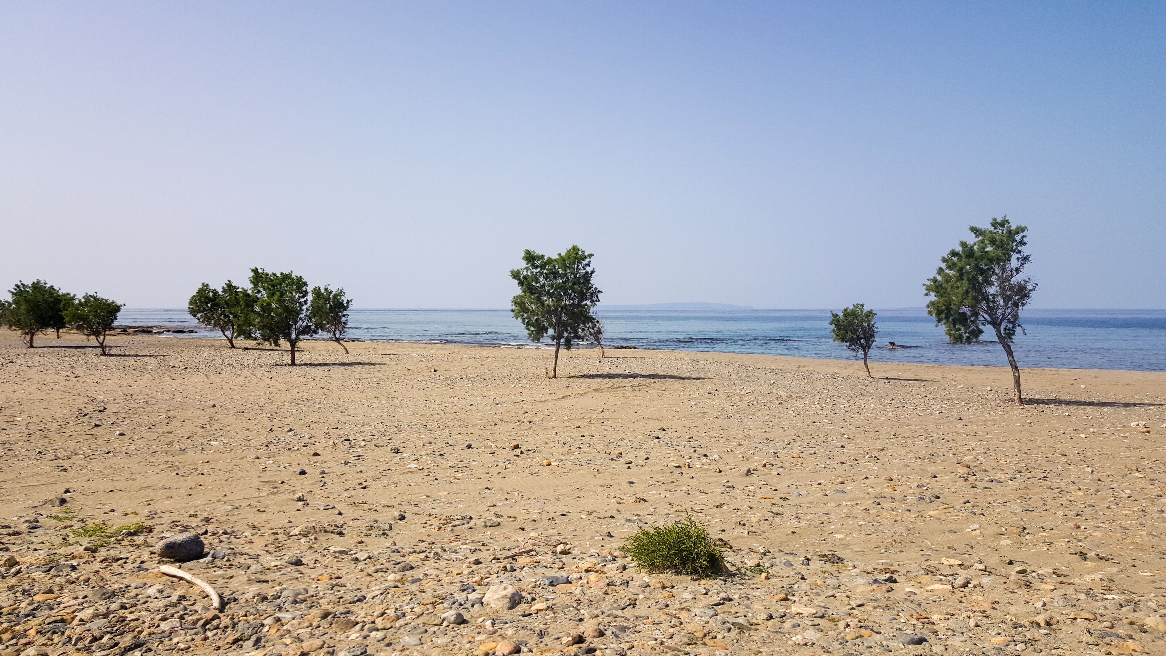 A rocky beach with scattered trees and a clear view of the sea.