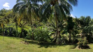 A lush garden with palm trees, a grassy area, and a metal fence. - Studios Paradis Turquoise, swimming pool, beach, Les Trois ilets (les 3 ilets)