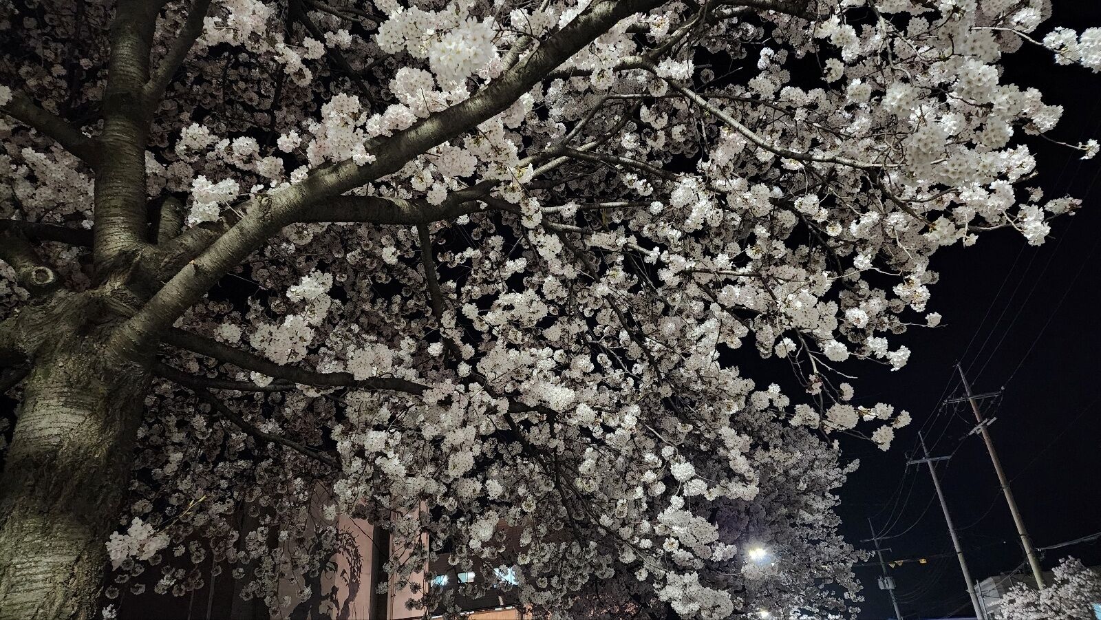 A tree with dense clusters of white blossoms, likely cherry blossoms, at night with streetlights illuminating the area.