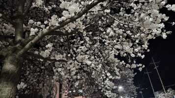 A tree with dense clusters of white blossoms, likely cherry blossoms, at night with streetlights illuminating the area.