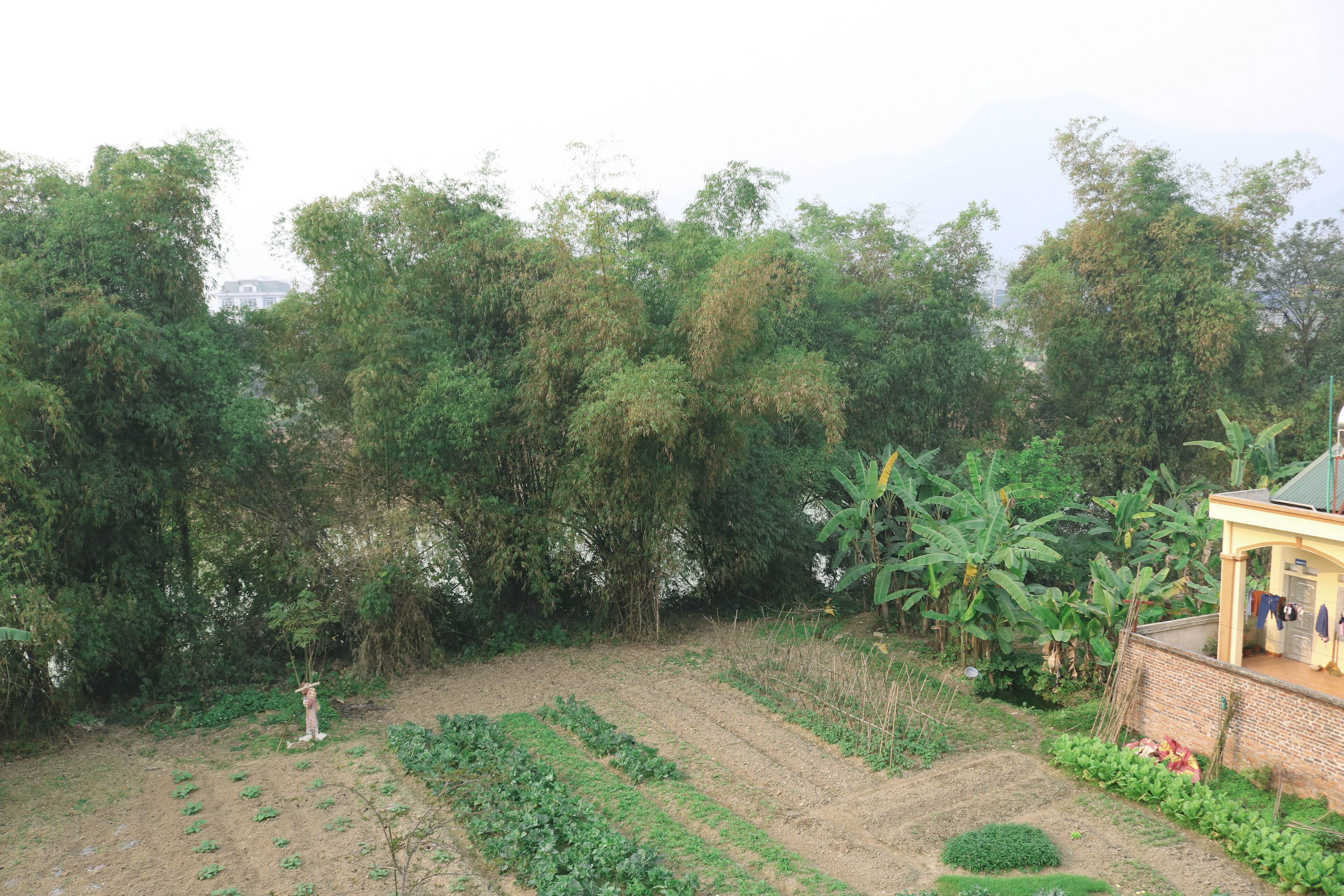 A rural landscape with a house, a garden with rows of crops, and dense trees in the background.