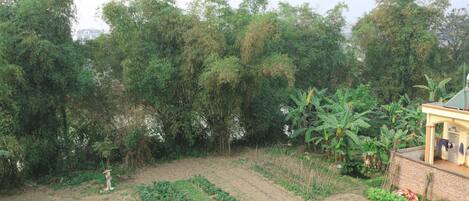 A rural landscape with a house, a garden with rows of crops, and dense trees in the background.