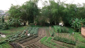 Un jardín con diversas plantas y árboles, un muro de ladrillo y un pequeño estanque.