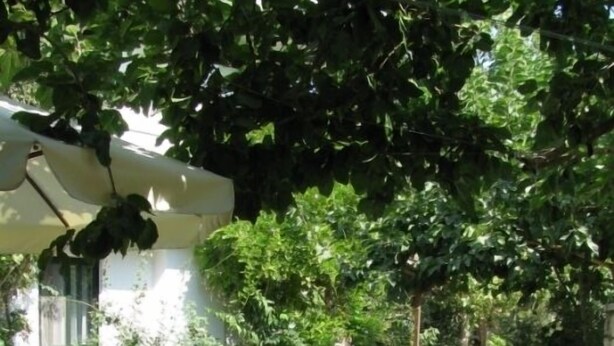 An outdoor patio with a table and chairs, surrounded by lush greenery and potted plants. - Yasemi Rooms (Lefkada)