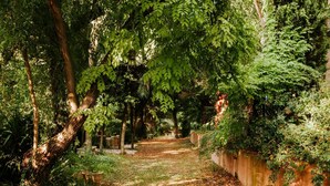 A pathway through a lush garden with trees and dense foliage. - Villa Collina Sul Mare (Porto San Giorgio)