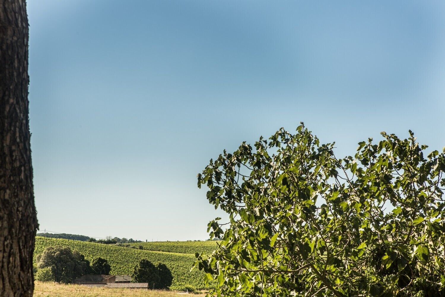A vineyard with rows of grapevines under a clear sky.