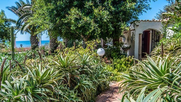 A pathway lined with aloe plants leading to a building with a red door, surrounded by lush greenery and a view of the sea.