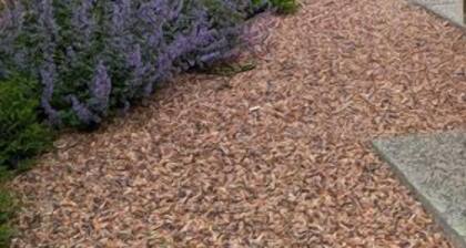 Wyoming Retreat- Steps from Downtown Cody