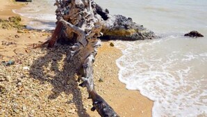 A beach with a large driftwood piece, clear water, and a small hut in the background.