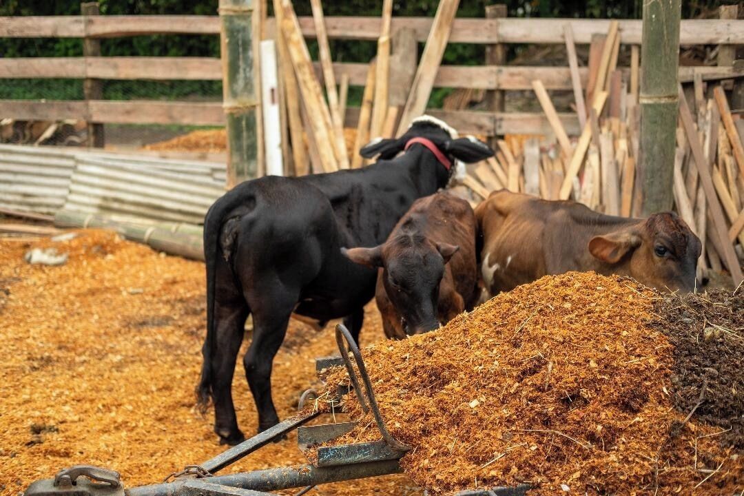 Foto - Pousada Rancho Texas Ubatuba