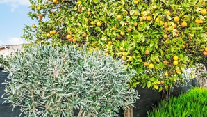 Un jardin où l’on trouve une grande variété de plantes, notamment un arbre qui porte des fruits oranges et un arbuste aux feuilles argentées.