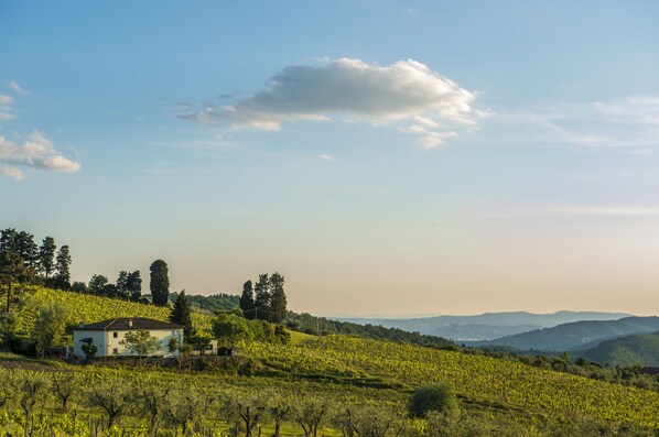 Un vignoble avec une maison située sur une colline.