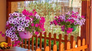 Deux suspensions fleuries avec des fleurs violettes et roses, une clôture en bois et, au fond, une fenêtre avec des stores en bambou.