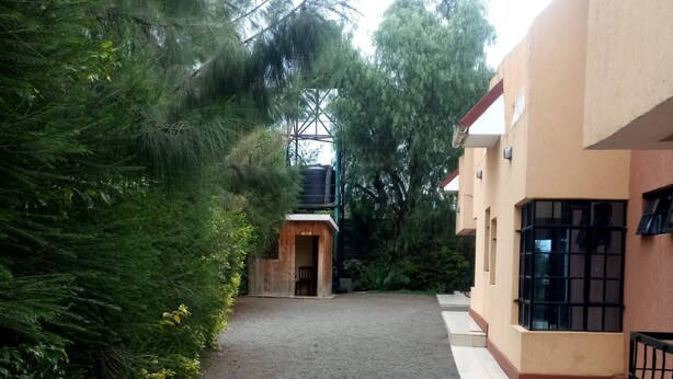 A gravel path leading to a wooden structure, surrounded by dense greenery and a building with tiled steps.
