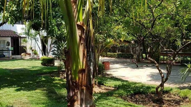 Un jardín cuidado con diversos árboles y un camino pavimentado.