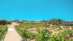 A vineyard with rows of grapevines, a concrete walkway, and modern buildings in the background. - Quinta Nicolás Valle de Guadalupe (Valle de Guadalupe)