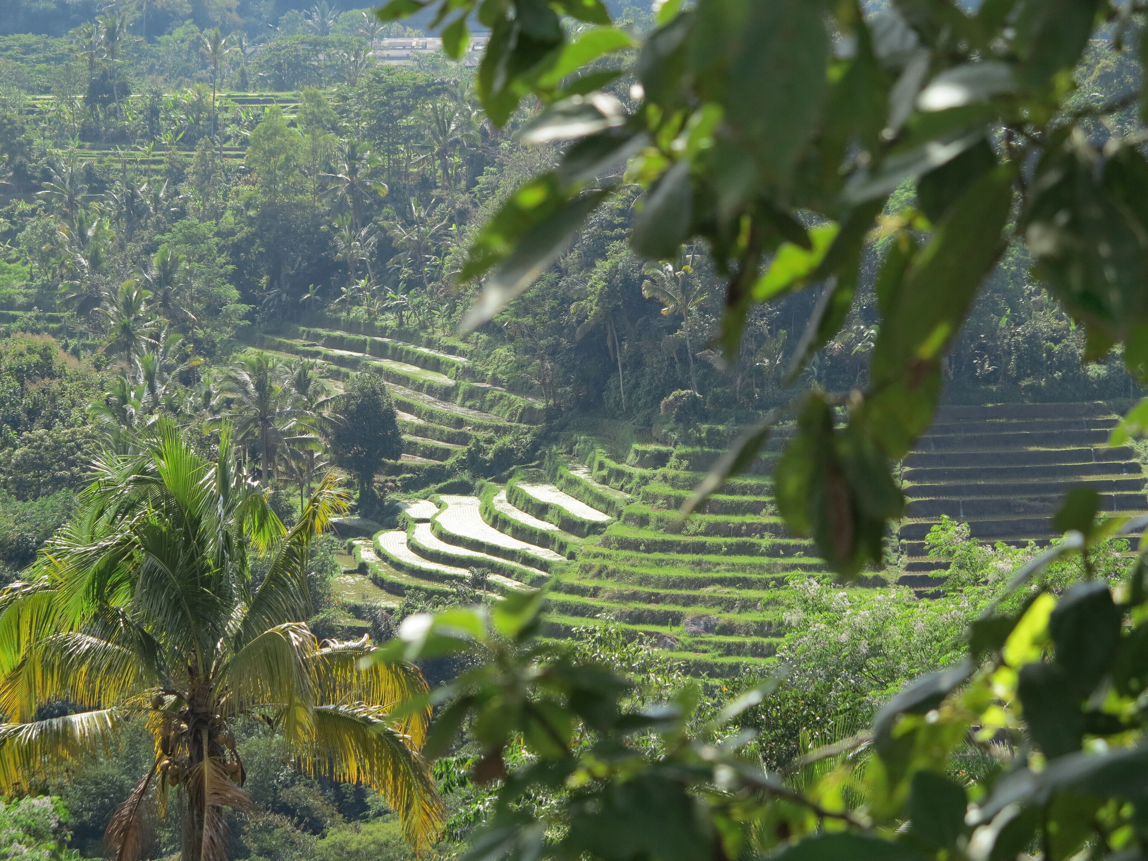 Terraced rice fields with dense vegetation and palm trees.