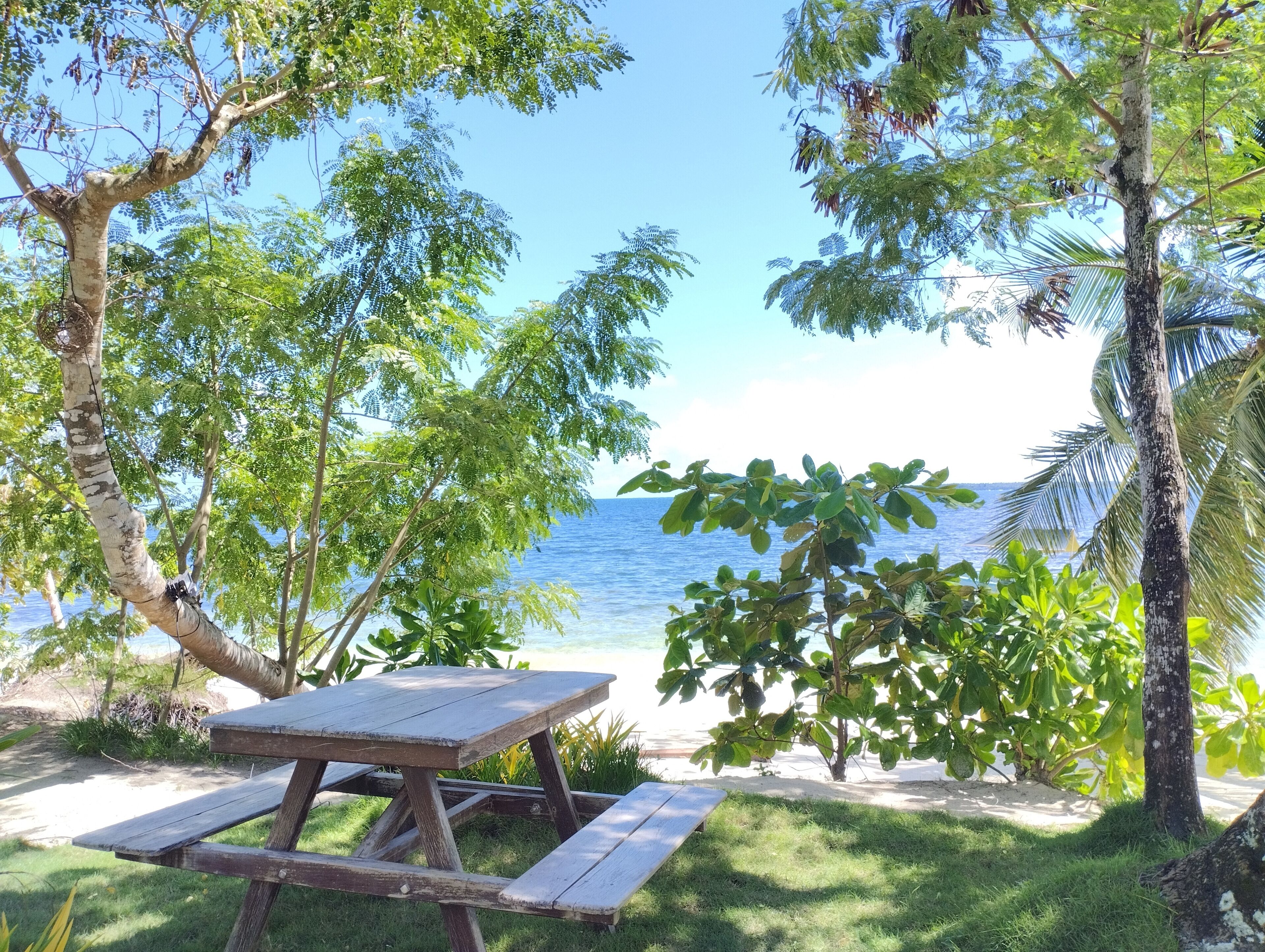 A wooden picnic table with benches, surrounded by lush greenery and overlooking a beach with clear blue water.
