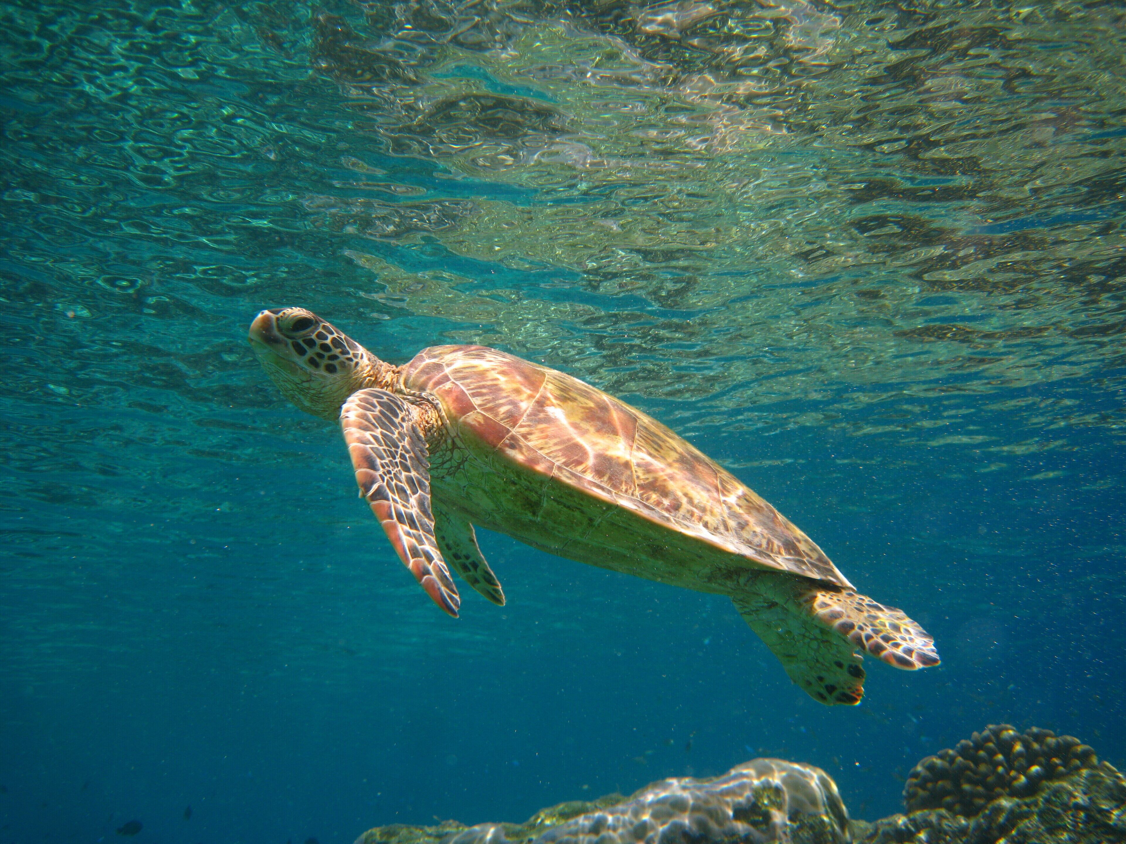A sea turtle swimming underwater.