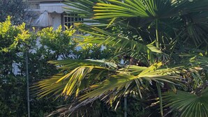 Een palmboom in een tuin met een huis op de achtergrond.