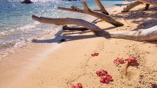 Une plage parsemée de bois flotté et de fleurs rouges sur le sable.
