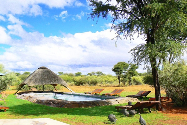 Outdoor pool, sun loungers