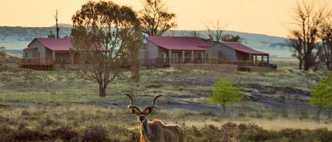 Villieläinten katselu
