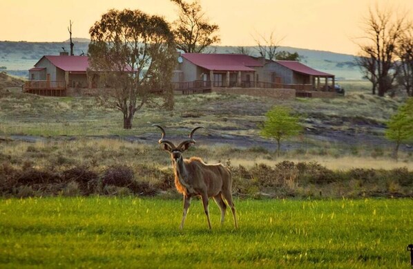 Game viewing - Gannabos Guest House (Gariep)