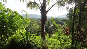 Un exuberante paisaje tropical con vegetación densa y una palmera destacada en primer plano.
