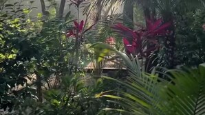 A lush garden with various plants and trees, including a prominent palm tree. - Baliyana Lodge (Pinilla)