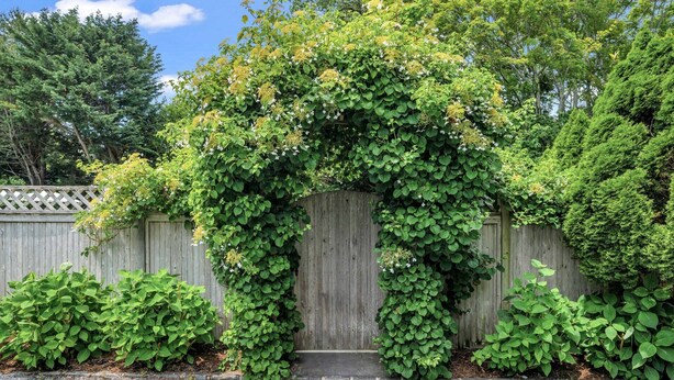 Une porte en bois, en partie recouverte d’une luxuriante végétation de lierre vert.